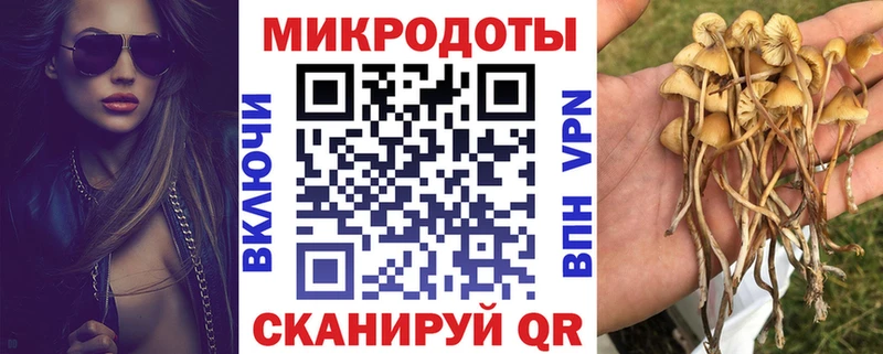 Галлюциногенные грибы Psilocybe Гудермес